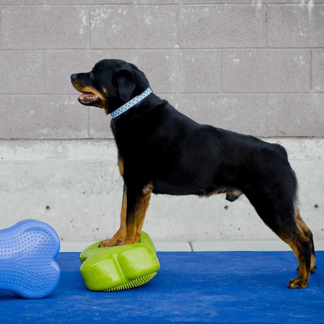 Agility Training V708842